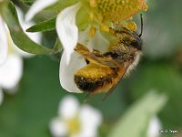 Murarka na truskawce 7